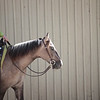 Green Rider : 